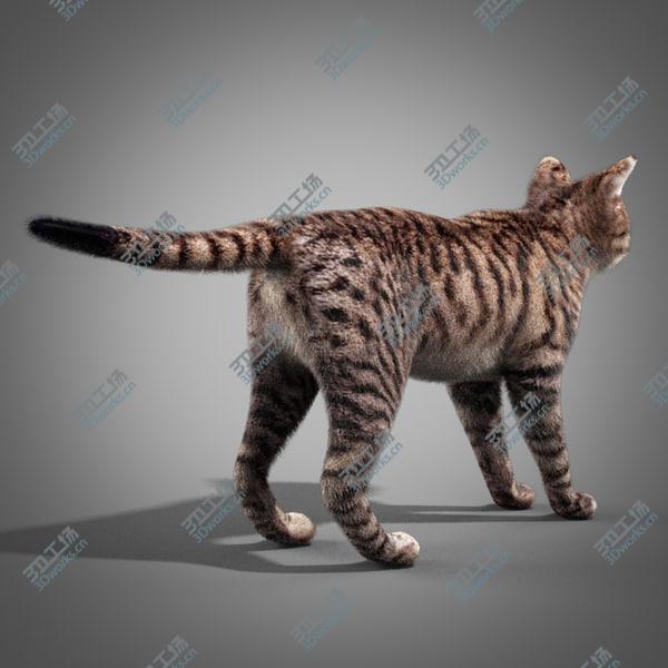 images/goods_img/20210312/Striped Cat/4.jpg